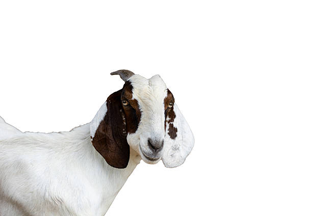 White and Brown Goat Head Isolated on White