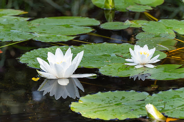 istock White water lilies float serenely on a pond among large leaves. 2221324041
