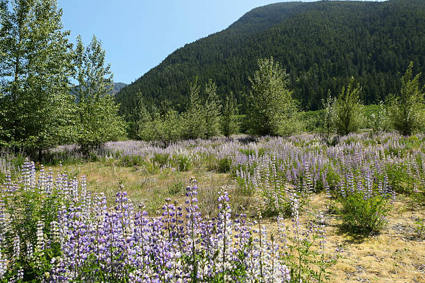 istock Lupines in the wild 2221324509