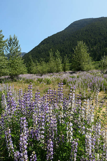 istock Lupines in the wild 2221324512