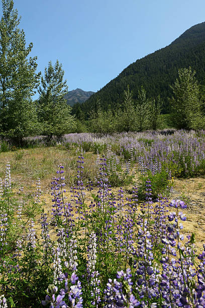 istock Lupines in the wild 2221324531