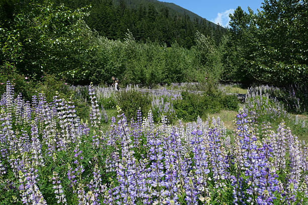 istock Lupines in the wild 2221324535