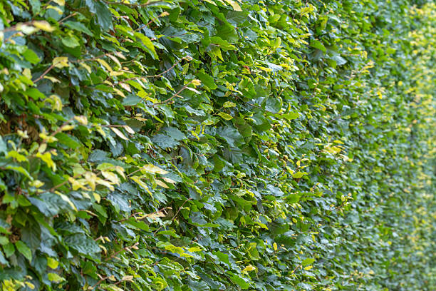 Green leaf on tree, Clear sky background.