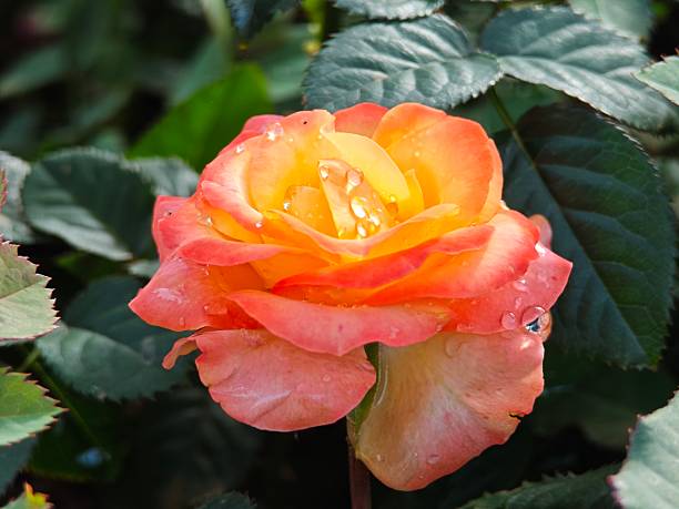 istock Beautiful rose in the garden. 2221327969