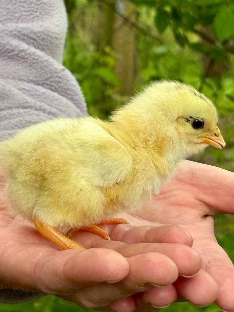 istock Close up of fluffy baby chick being held 2221329146