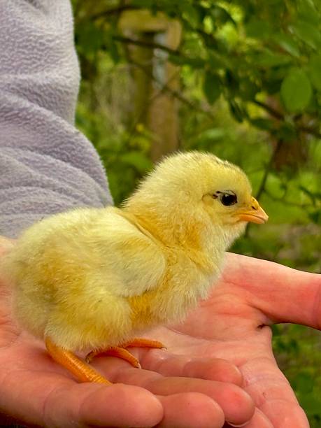 istock Close up of fluffy baby chick being held 2221329157