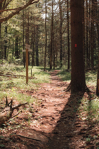 istock Sign post in the woods 2221331535