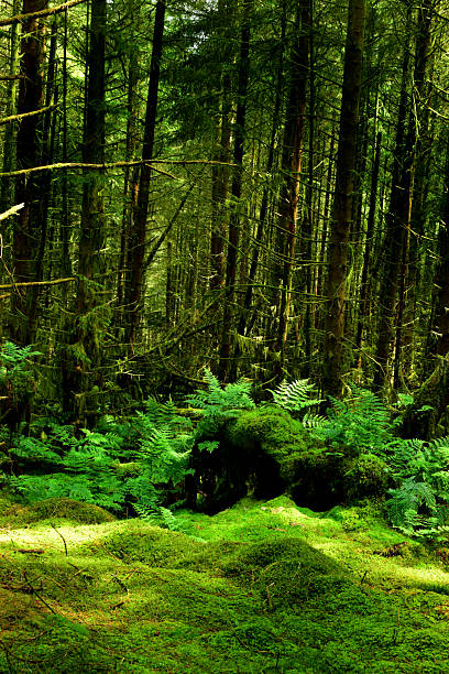 Canada BC Vancouver island Cathedral  Grove forest.