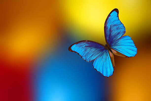 istock bright blue tropical morpho butterfly on a blurred multicolored background. summer concept. 2221335406