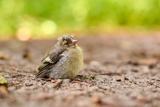Fluffy baby bird resting on forest floor in natural sunlight