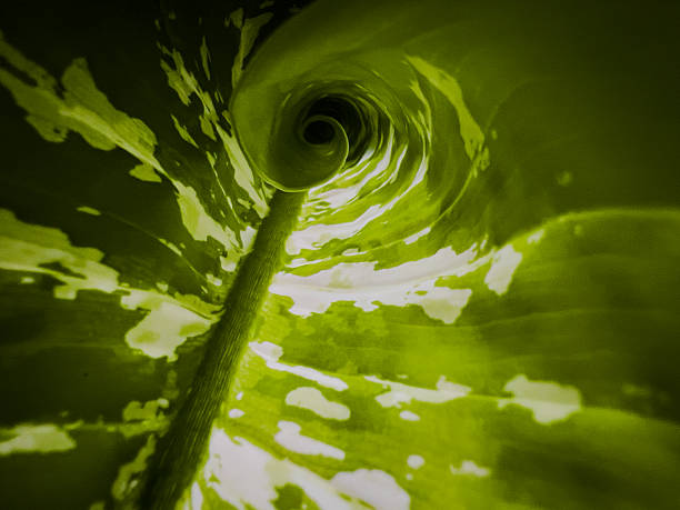 Close-up of a spiraling Dumb Cane leaf (Dieffenbachia), symbolizing sustainable growth, eco-design, and the beauty of nature’s patterns. Ideal for green branding and environmental themes. sustainability concept, spiral leaf pattern, dumb cane plant, eco growth symbol, dieffenbachia closeup, nature design texture, green energy concept, eco branding background, organic pattern, plant-based inspiration, tropical foliage spiral, bio-design, green marketing visual, sustainable living, leaf curl macro, indoor plant detail, green innovation, botanical eco texture, leaf swirl abstract, renewable nature art