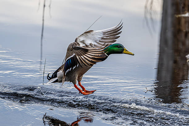 Mallard Duck Landing on the Pond