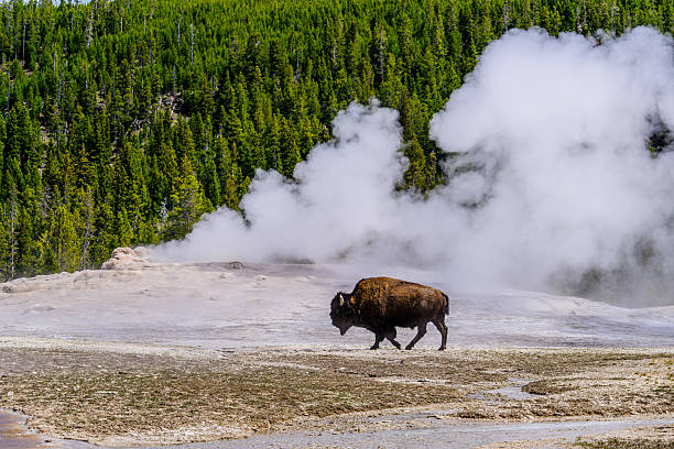 istock Bison and Old Faithful 2221339759
