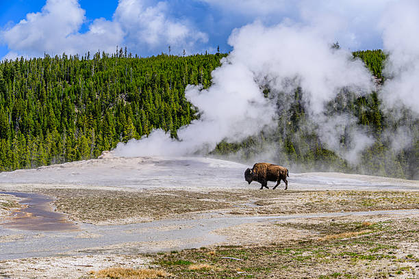 Bison walking in front of the Old Faithful Geyser in Yellowstone National Park, Wyoming.