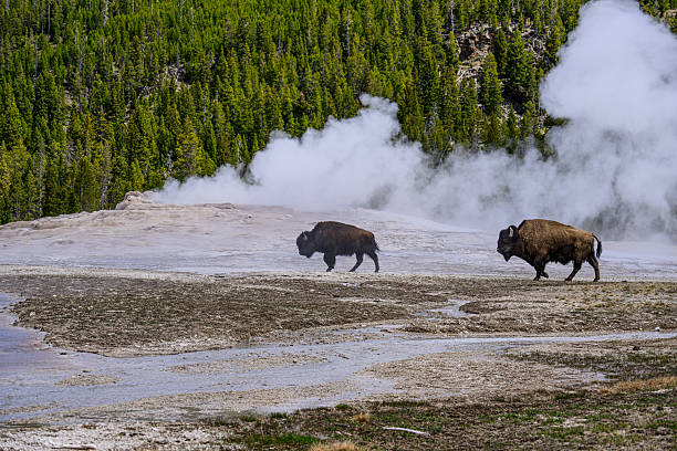istock Bison and Old Faithful 2221339938