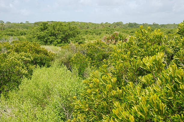 istock Lush Green Forest Scenery with Dense Vegetation Under Bright Daylight in Florida near beach. 2221341372