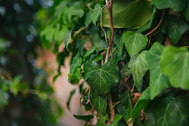 Detailed macro shot of ivy leaves climbing across a weathered stone wall in the abandoned village of Malo Grablje on Hvar Island, Croatia. The image highlights the gentle tension between natural regrowth and historical decay, capturing the essence of Mediterranean abandonment.