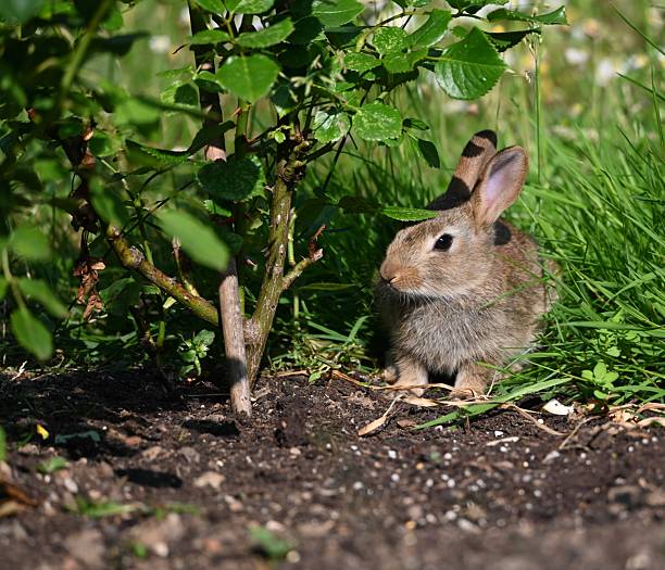Baby cottontail rabbits curled up in their nest. Shot with a 5D Mark IV.