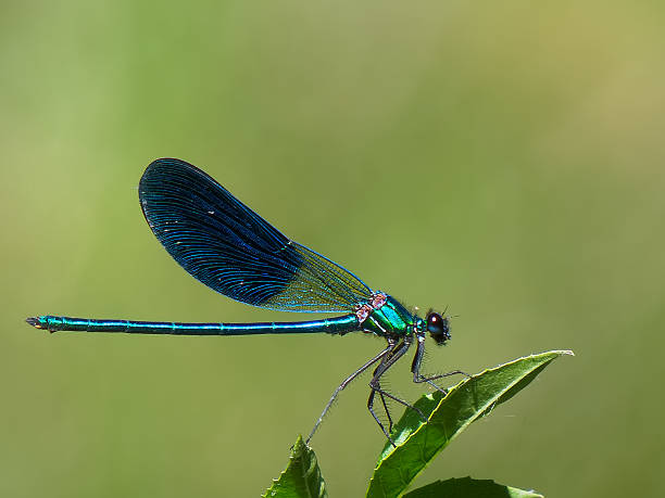 istock Colorful dragonfly perched on a leaf in a serene natural setting during daylight 2221343335