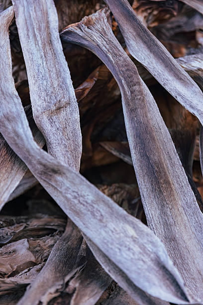 istock Dried Agave Leaves – Texture Close-Up 2221343604