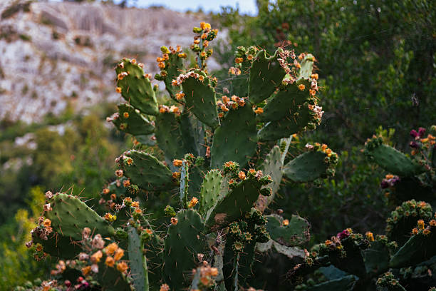 A vibrant cactus with a single red bloom stands against a serene blue lake backdrop, capturing the essence of nature's beauty and tranquility.