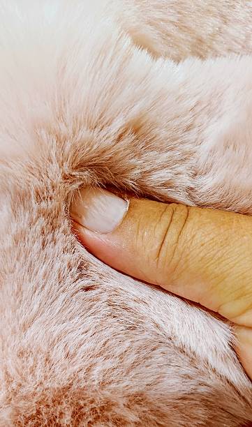 fluffy long pile carpet blanket softness Textile