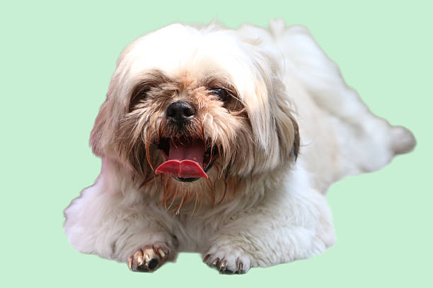 istock Fluffy white shih tzu dog panting, 2221345060