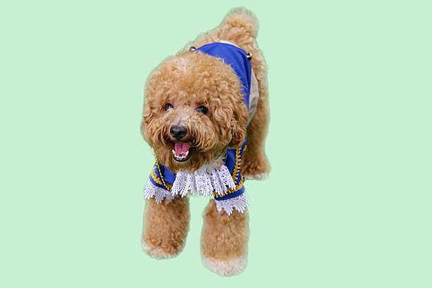 A fluffy brown poodle in a blue jacket, ideal for pet-themed designs, dog care products and pet fashion illustrations