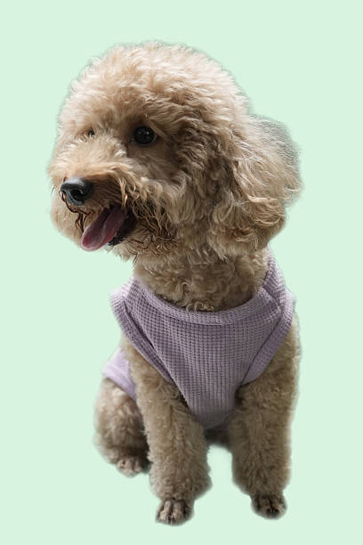 istock A fluffy brown poodle in a lavender shirt 2221345097