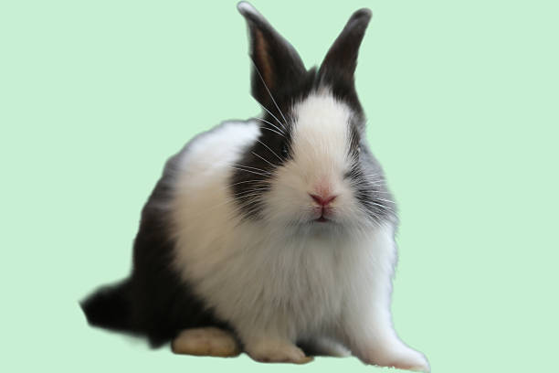 istock Cute little black and white bunny, 2221345174