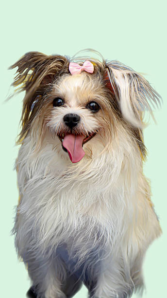 istock Fluffy white dog wears a pink bow in a cute and charming display. 2221345246