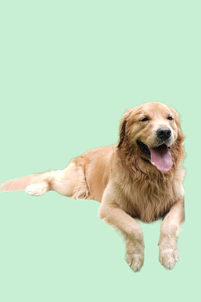 istock Golden retriever dog lying down. 2221345253