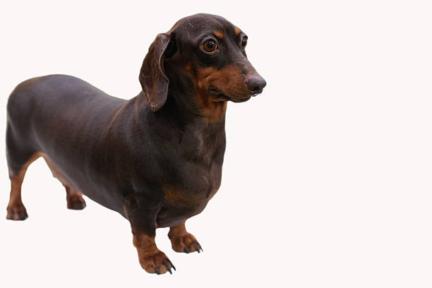 The smooth brown dachshund dog is suitable for pet related designs such as posters, blog posts, social media, pet products and websites