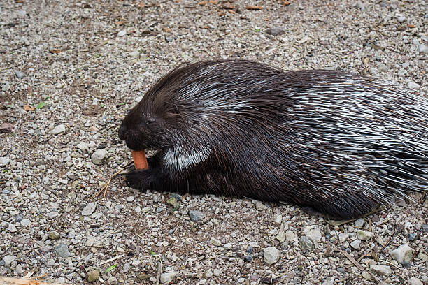 istock Porcupine in a small zoo. 2221345618