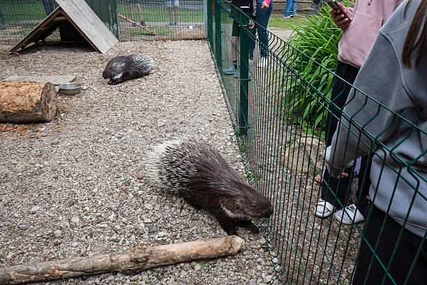Indian crested porcupine or Hystrix indica.