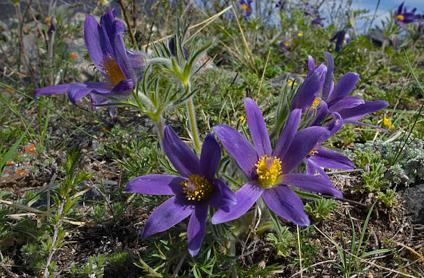 istock The spring colors of the mountain steppes 2221347459