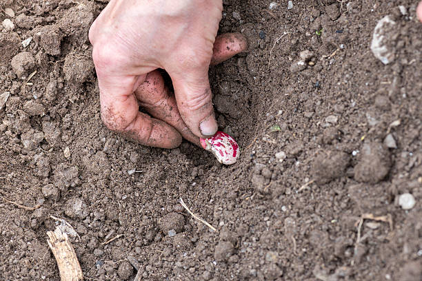 istock Sowing bean seeds by hand into the soil. Agriculture. 2221349973