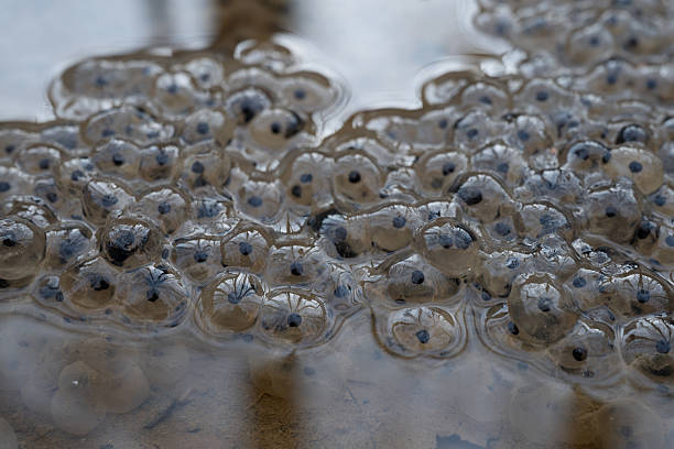 istock Trees Reflect In The Shiney Surface Of Fog Eggs In a Puddle 2221350970