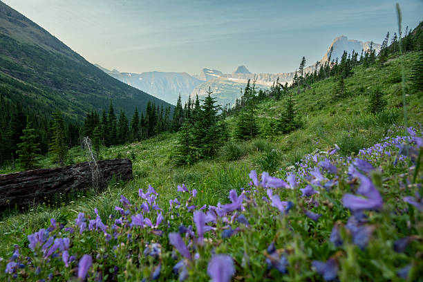 istock View Of Distant Range Through Purple Blooms In Glacier 2221352309
