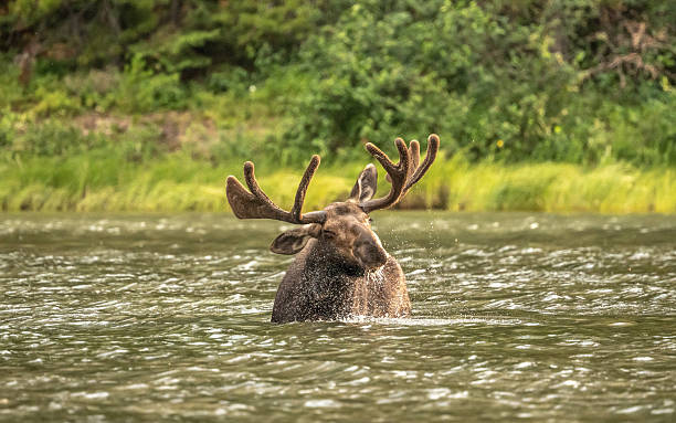 istock Water Droplets Fly Off Shaking Moose In Lake 2221352391