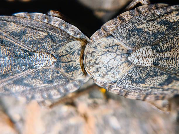 istock Mating position of Rough Stink Bug 2221354990