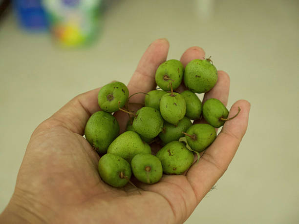 wild small kiwi fruit in northeast China. High quality photo