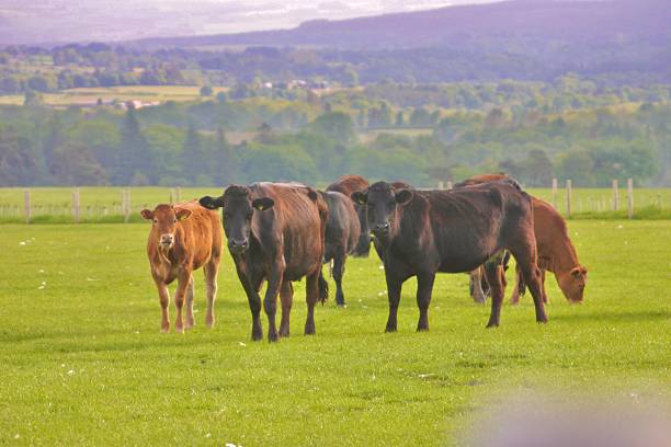 istock Field of brown and black cows 2221364362