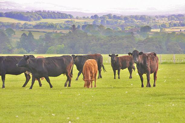 istock Field of brown and black cows 2221364365
