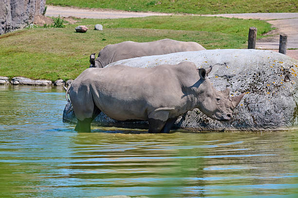 istock rhino in the water 2221365914