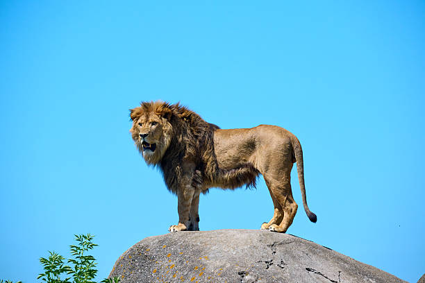 istock lion in the zoo 2221365932