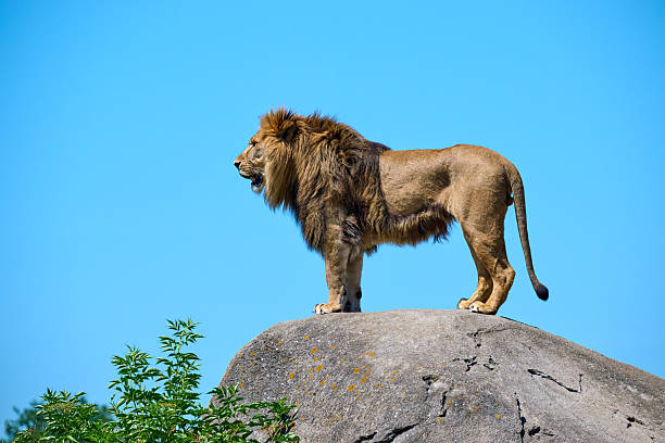 istock lion in the zoo 2221365939