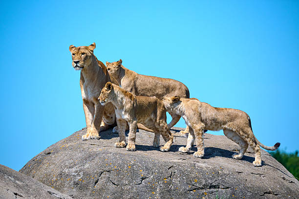 Two playful lion cubs (Panthera leo) tumbling together on the grassy plains of Serengeti National Park, Tanzania. Captured with a Nikon G lens and automatic exposure, the photograph reflects the playful innocence of the pride’s youngest members, set against the endless African horizon. The warm sunlight brings out the soft texture of their fur and the golden tones of the savanna. Post-processing was minimal, with gentle sharpening and contrast adjustments to preserve the authenticity of the scene.