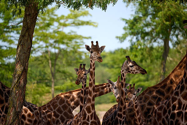 Niger herd of giraffe in wiild central Niger