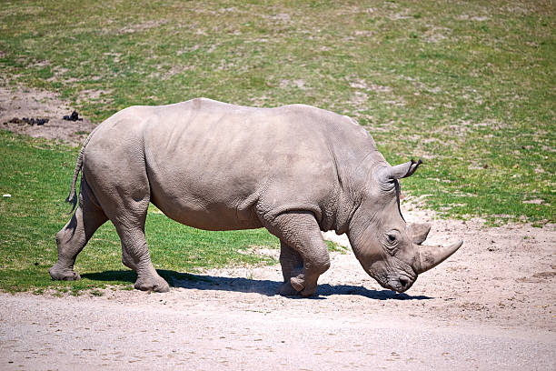 Formidable of rhinoceros isolated on white background.